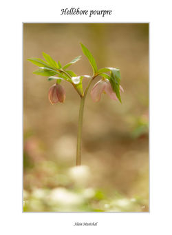 Hellébore pourpre