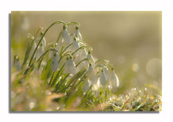Perce neige ne contre jour