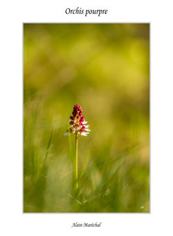 Orchis pourpre