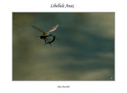 Anax