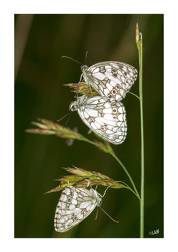 Demi-deuil - Papillon blanc des prairies