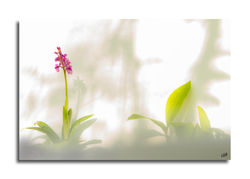 Orchis mâle