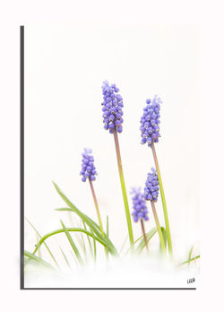 Muscari