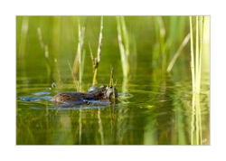 Grenouille