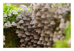 Les champignons décomposeurs