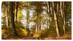 Paysage automne