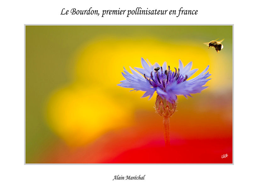 Premier grand pollinisateur