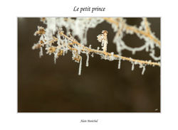 Le petit prince