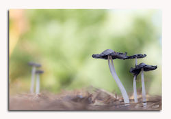 Champignons noir et blanc