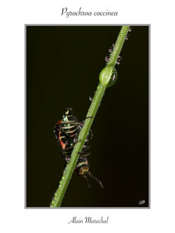 Insecte