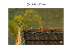 chevéchette d'Ahténa