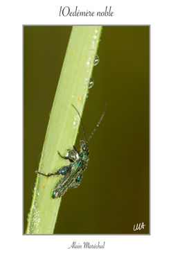 Insecte