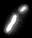 Two Cells Scaffold Nucleation Dynamics.gif