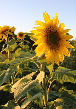 PSX_20201009_233838.jpg