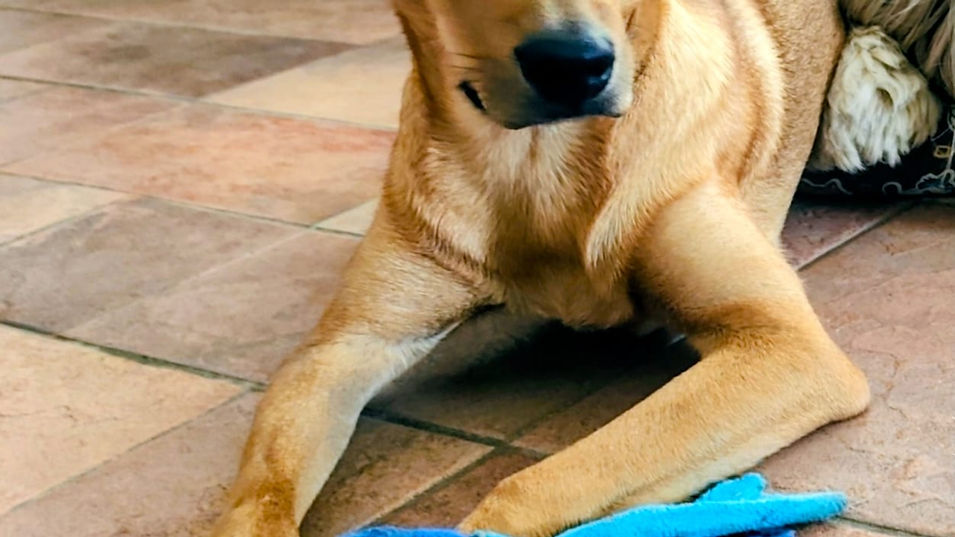 Rubio