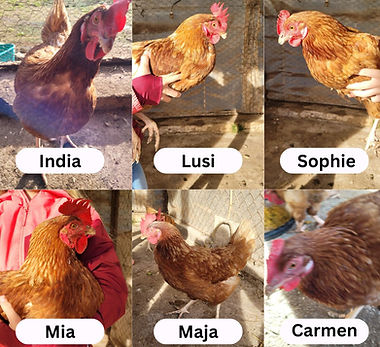 Hühner Bandi, India, Lusi, Sophie, Carmen, Mia und Maja