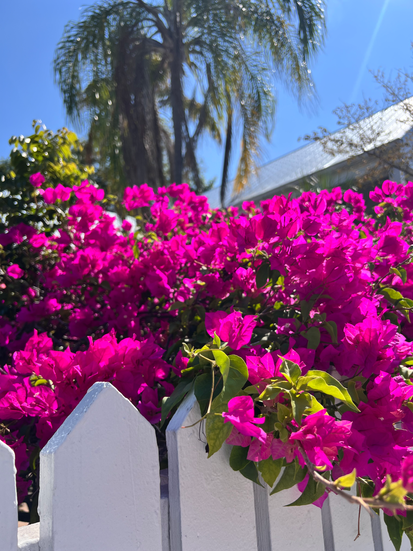 Bougainvillea on Duval Street in Key West, FL