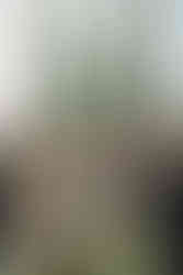 Bride jumping into groom’s arms surrounded by bridal party and red bouquets