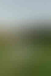 couple running across open garden lawn huntington library pasadena engagement session