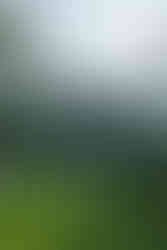 wide view of couple on courthouse lawn with palm trees santa barbara