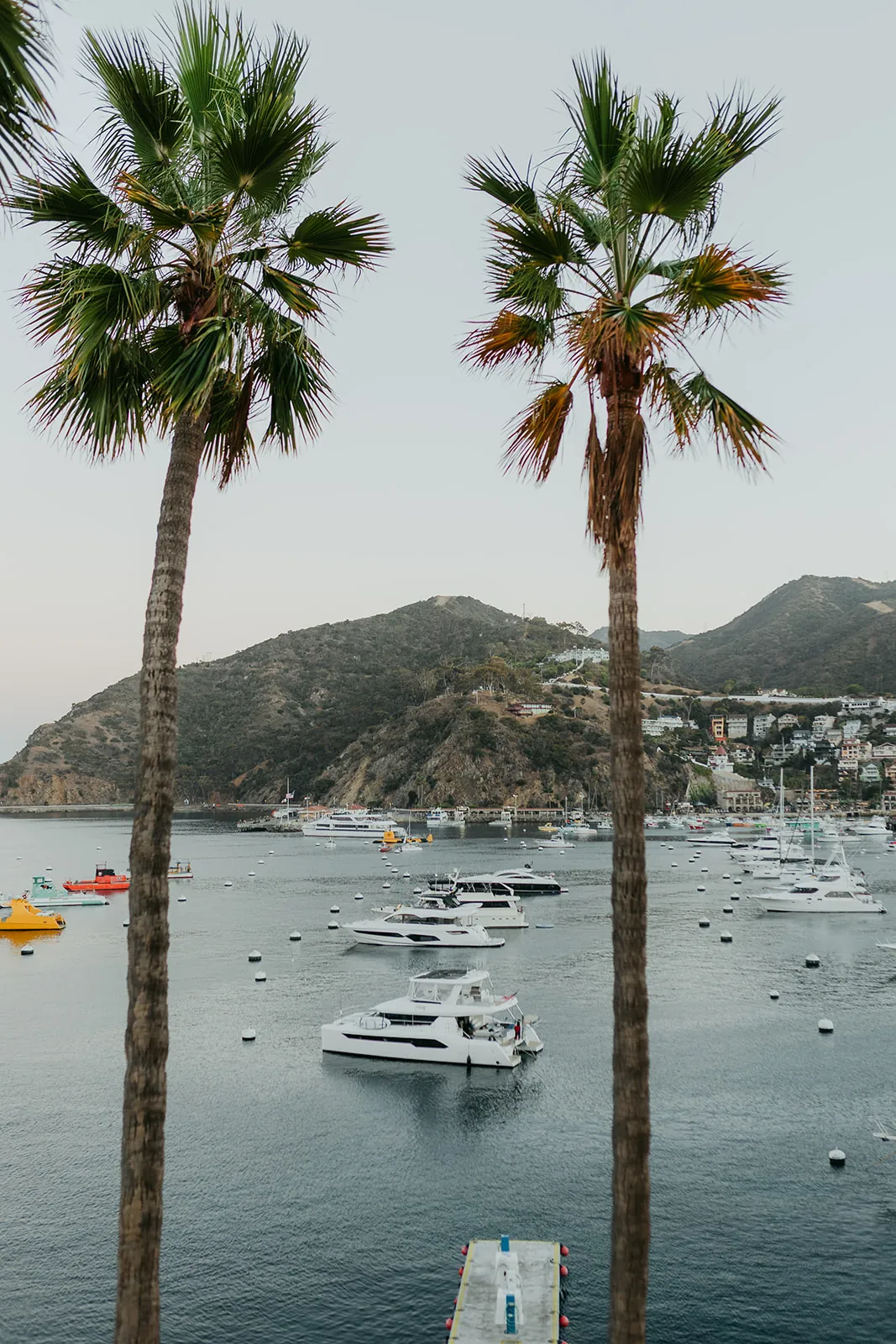 Twin palm trees framing Avalon harbor at dusk with boats anchored in the bay, taken from the Catalina Island Casino veranda on the wedding day