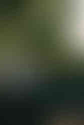 Couple standing on rustic bridge during intimate forest elopement ceremony