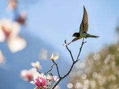 清明(せいめい)