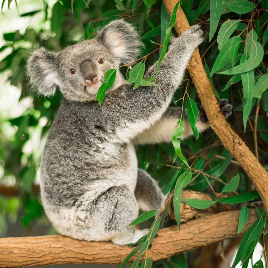 Koala Challenge Coin
