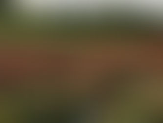 花の新品種開発に向いている人は？未経験から挑戦できる理由と大切な視点