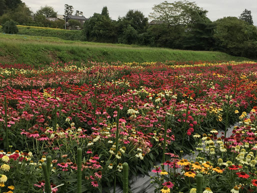 花の新品種開発に向いている人は？未経験から挑戦できる理由と大切な視点