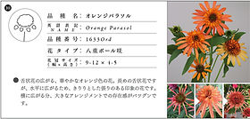 ECHINACEA エキナセア品種一覧 | TSメリクロン株式会社