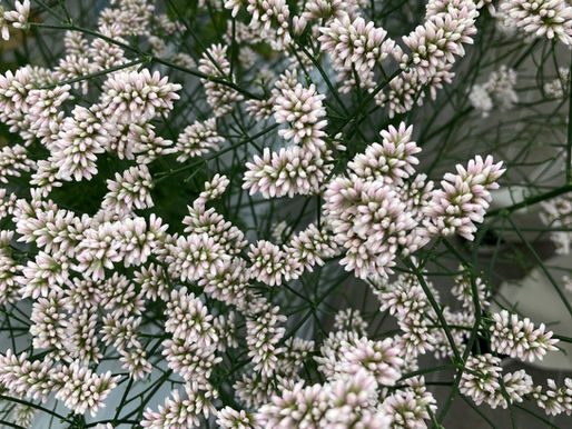 なぜ花の新品種開発が必要？日本の花生産の現状から考える仕事の価値