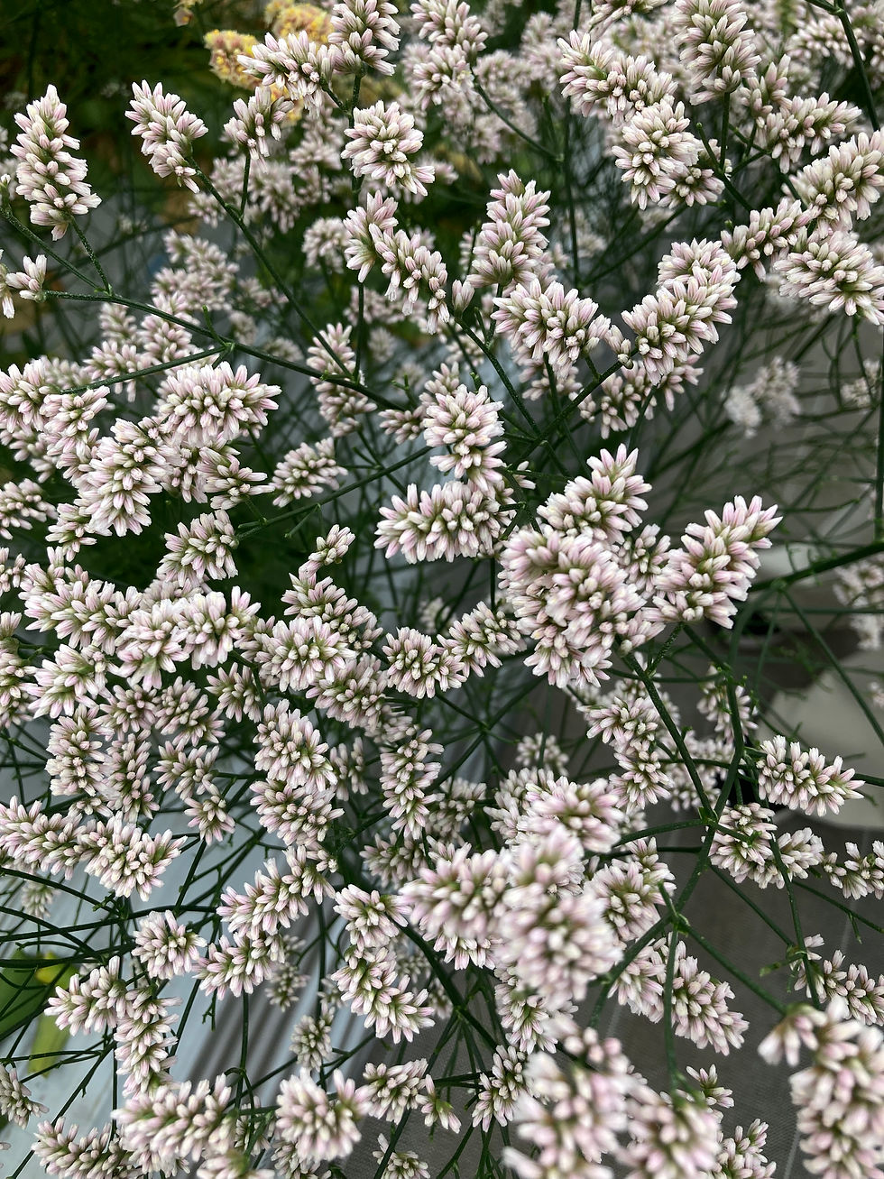 なぜ花の新品種開発が必要？日本の花生産の現状から考える仕事の価値