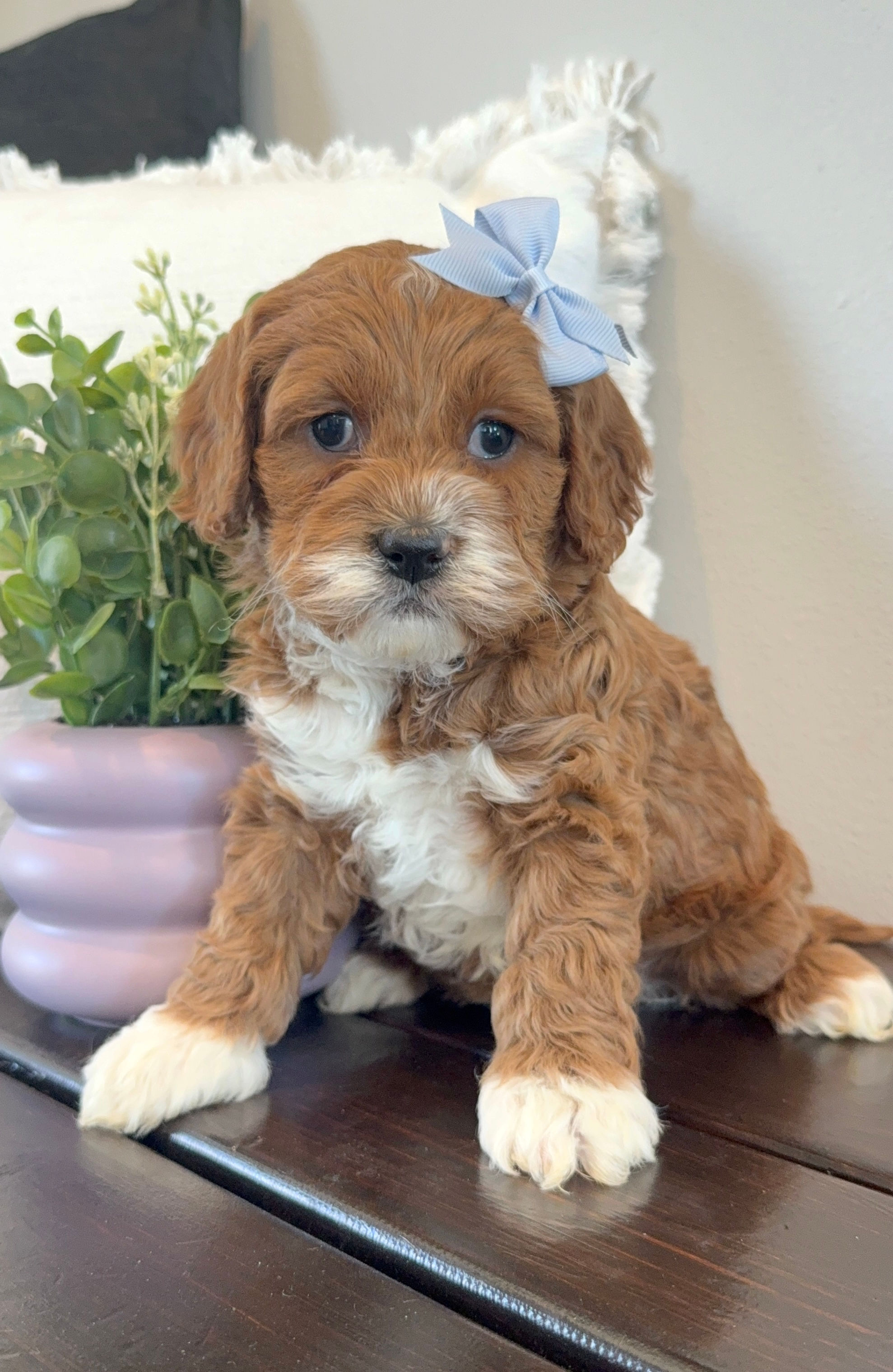 Fawn