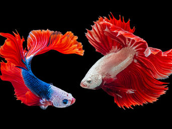 Conquering Conflict: Managing Negative Emotions During Mediation