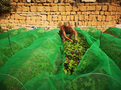 Me Harvesting asian greens