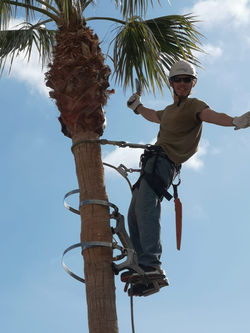 Cutting Palms