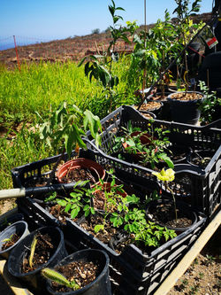 Planting Trees