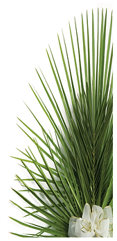 palms.png