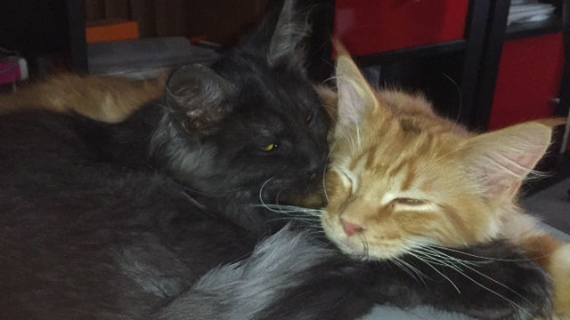 Louison et Largo