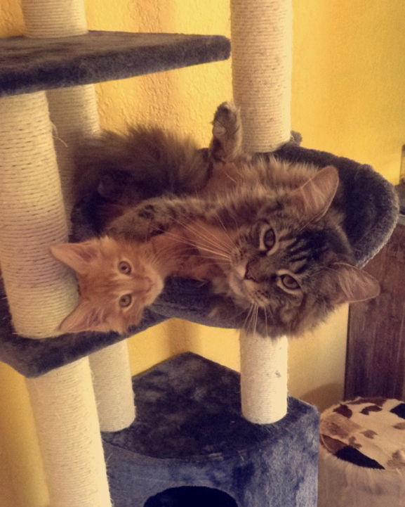 Jussy et Luxio