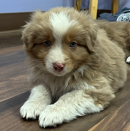 puppies for web 2.heic