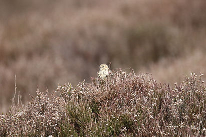 Meadow Pipit