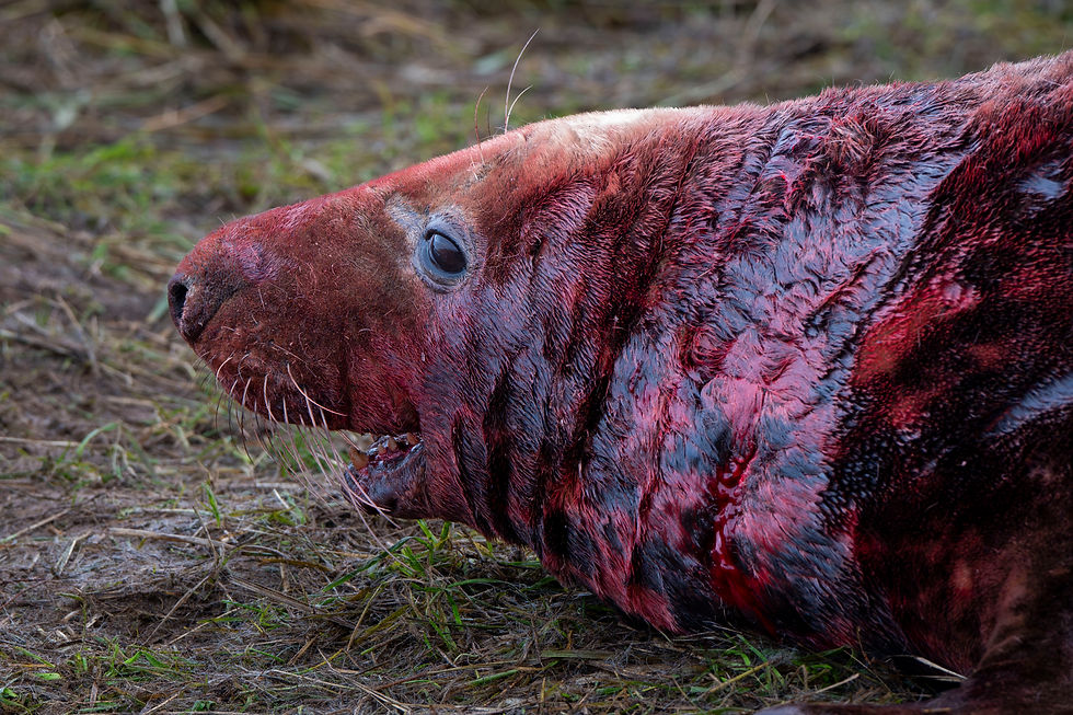 One bull left tired and bleeding.