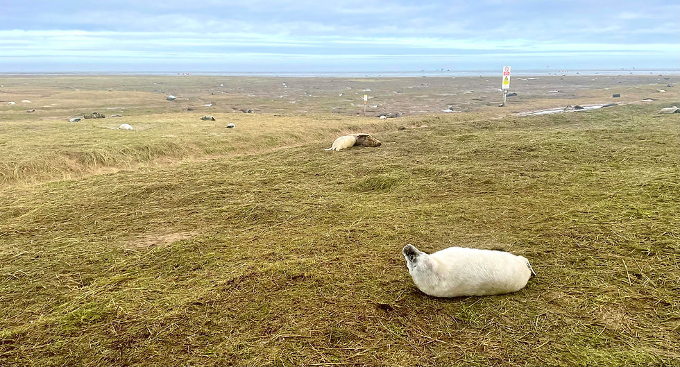 Early Morning at Donna Nook - December 7th 2025