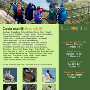 Bempton Cliffs - 5th July 2025
