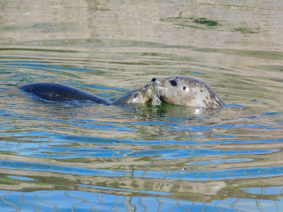 seals, Dug and Silver, swimming