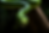 python 2 Vivid green snake in dramatic light HR.png