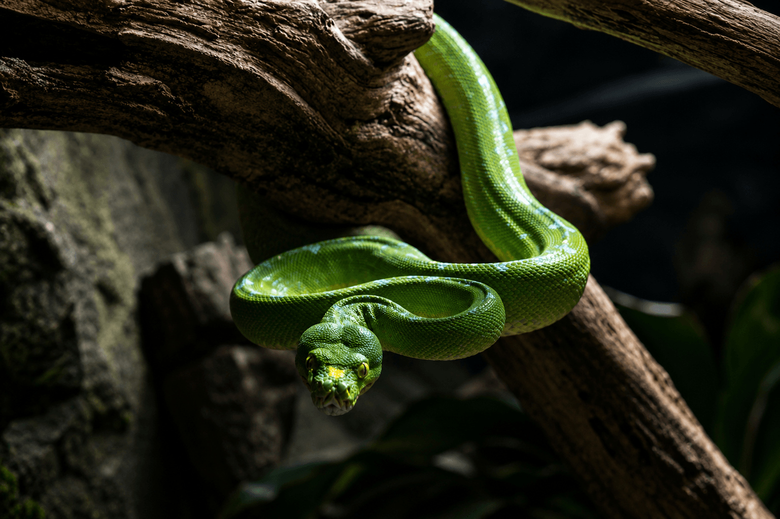 Green Tree Python | St Andrews Aquarium