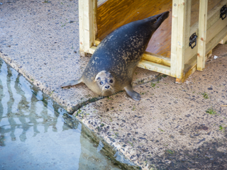 common seal pup, Luna